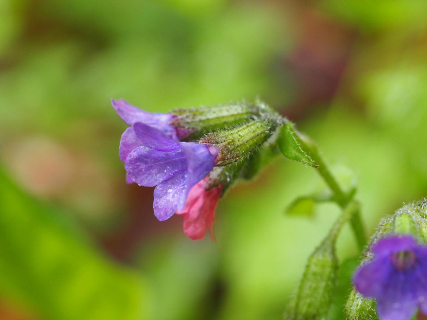 Lungwort, [Refined] flower